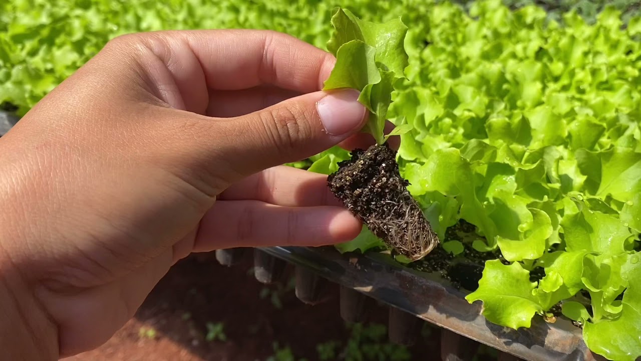 EVOLUÇÃO DAS MUDAS DE HORTALIÇAS NA ESTUFA