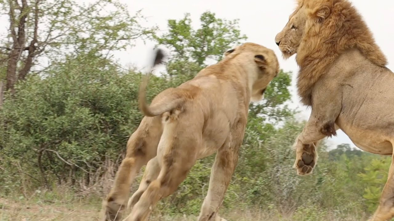 NDHZENGA MALES arrive on MalaMala