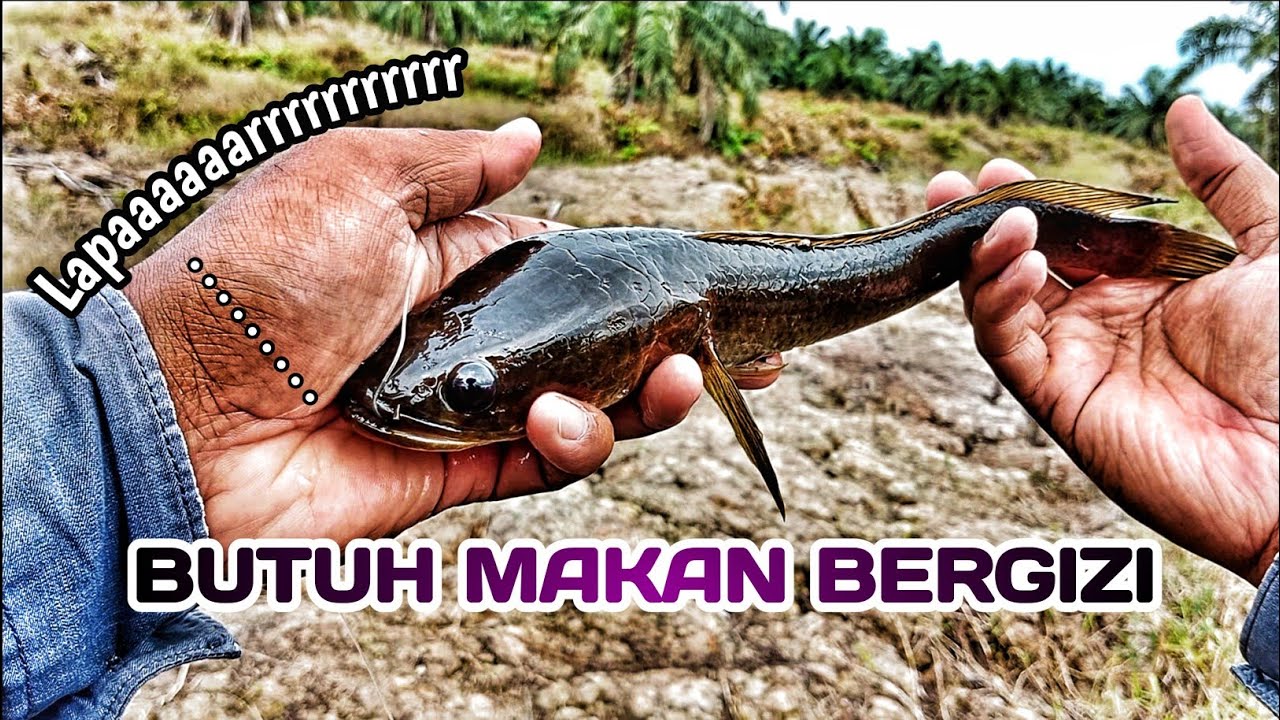 KASIHAN‼️.....IKAN #GABUS DISINI SANGAT KURUS KURUS....😱😱