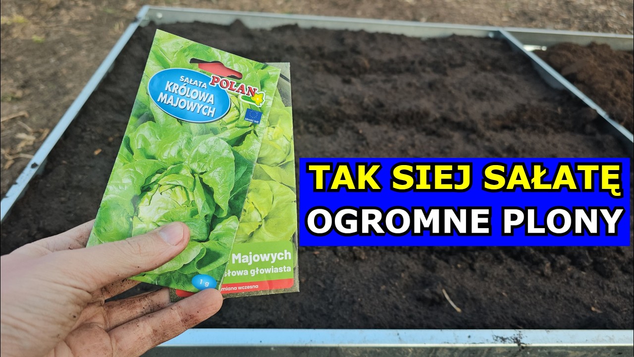 TAK SIEJ Sałatę - Będą Ogromne Plony. Jak i kiedy siać sadzić Sałatę. Rozsada Sałaty Sadzenie Siewy.