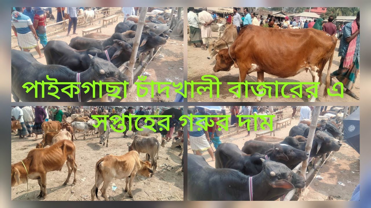 পাইকগাছা চাঁদ খালি বাজারে এ সপ্তাহে গরুর দাম ২ | গরুর হাট | দেশি গরুর হাট | গরুর বাজারের নতুন ভিডিও