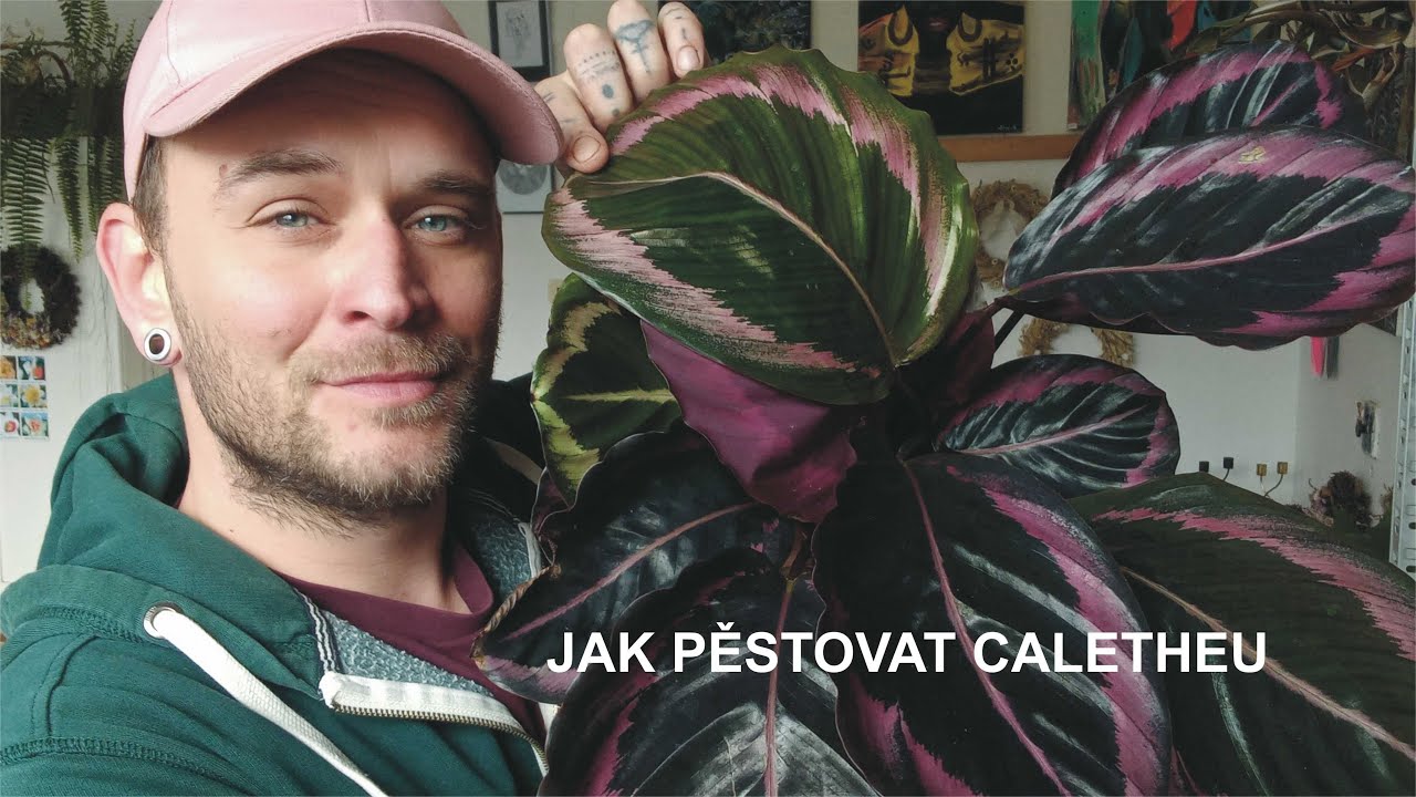 Honzík Lací - Jak pěstovat calatheu