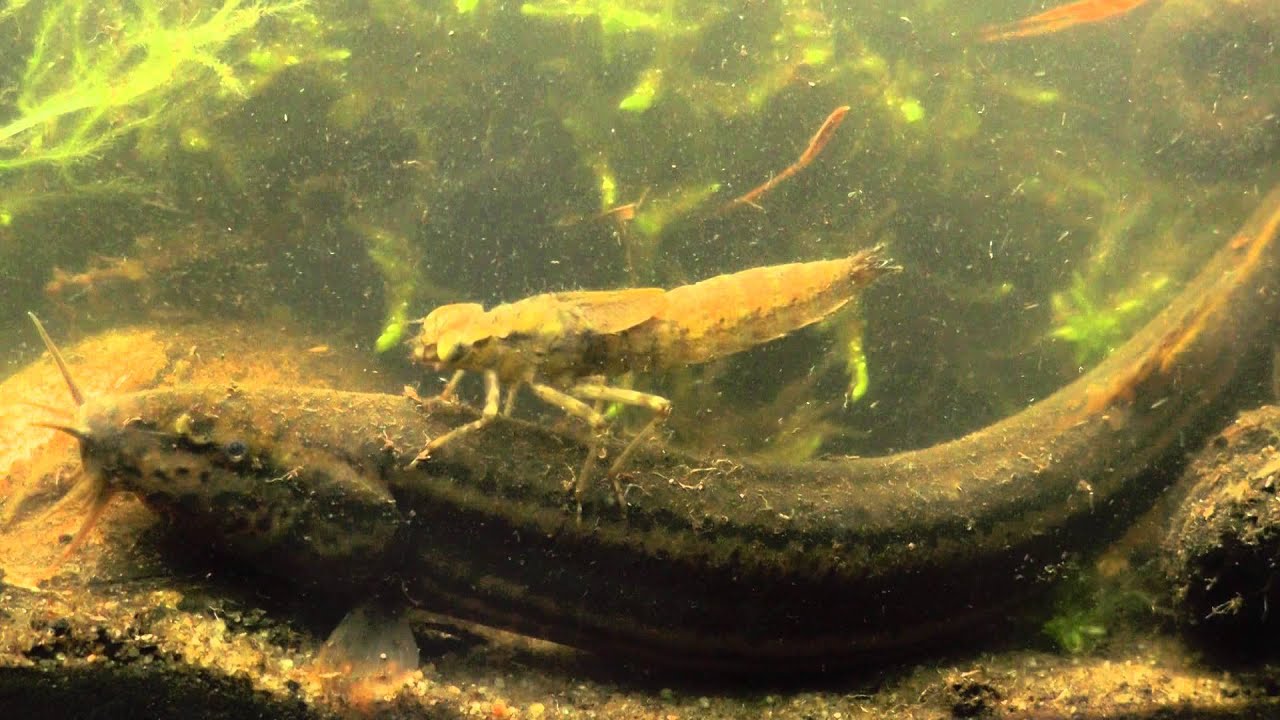 Piskorz i larwa ważki