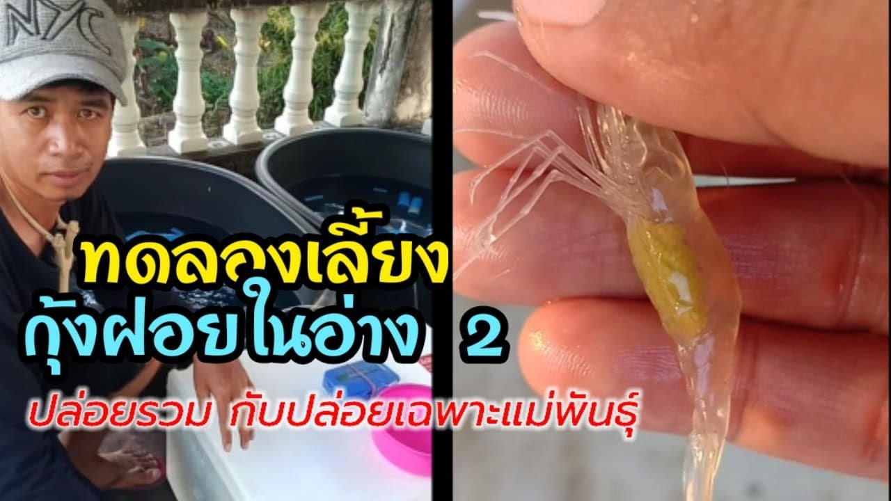 ทดลองเลี้ยงกุ้งฝอยในอ่าง 2 ปล่อยรวม กับเฉพาะแม่พันธุ์+ตัวผู้(หัวสีน้ำตาล ก้ามใหญ่กว่า)