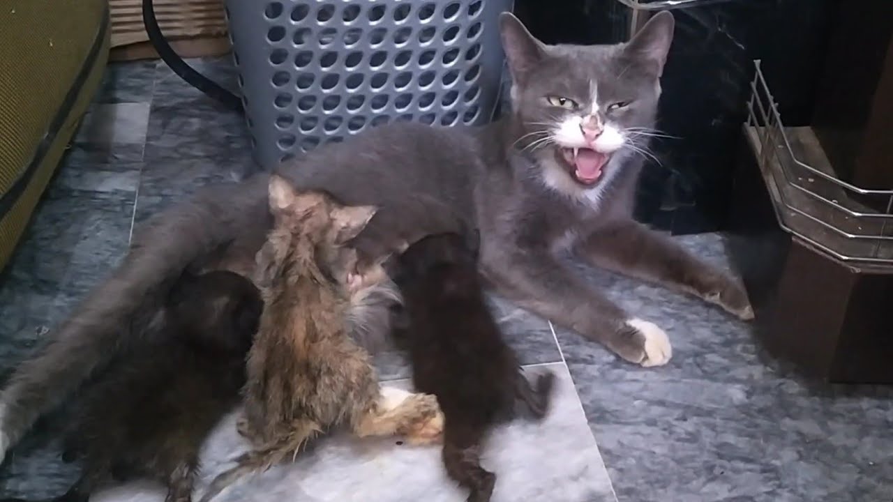 Mother Cat Biting & Attacking While Feeding Milk to Her Kittens