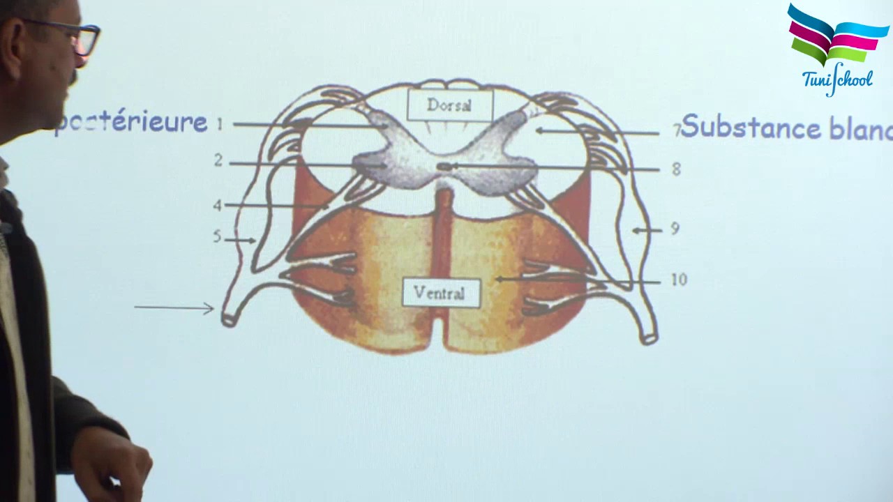 Structure du système nerveux