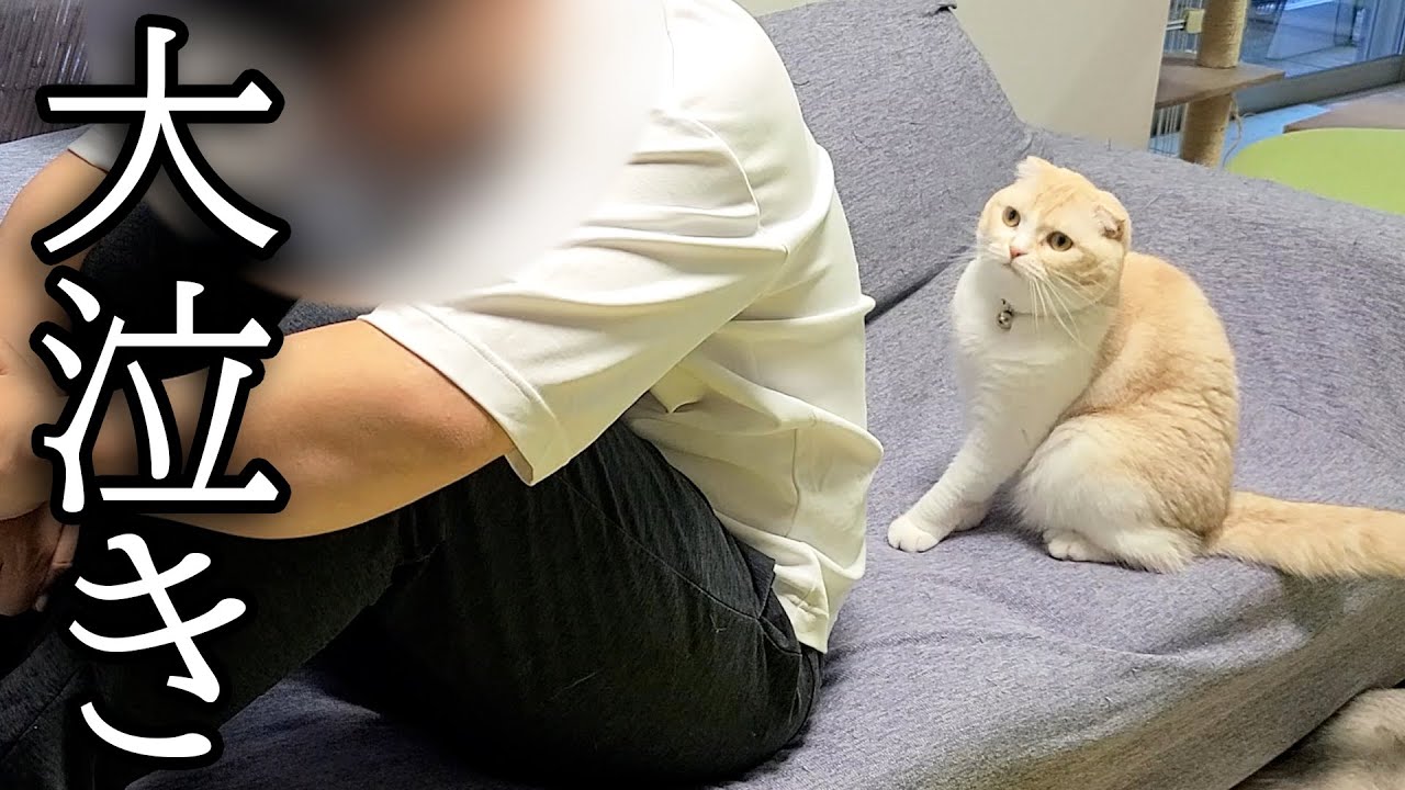 飼い主が大泣きしてたら心配した猫と犬がまさかのこうなりました…