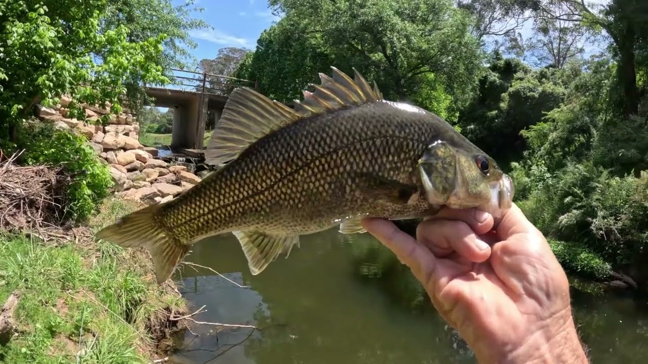 A Beginners Guide To Urban Bass Fishing in Western Sydney.