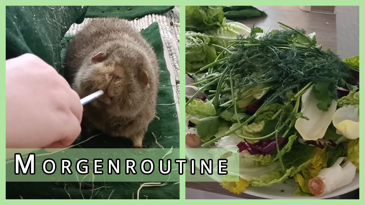 unsere Morgenroutine mit 6 Schweinchen - Frühstück + Medikamente