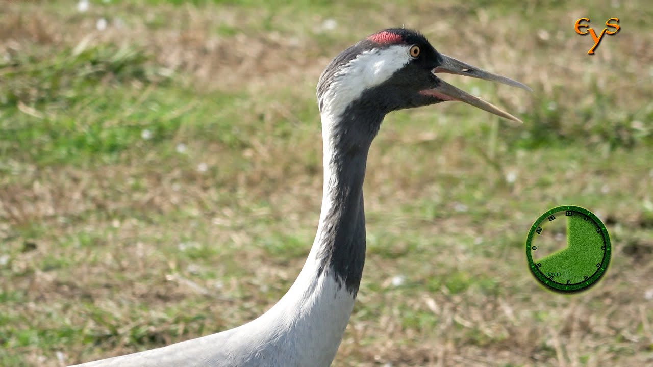 Фауна долины Хула на севере Израиля / Wildlife of Hula Valley, Northern Israel