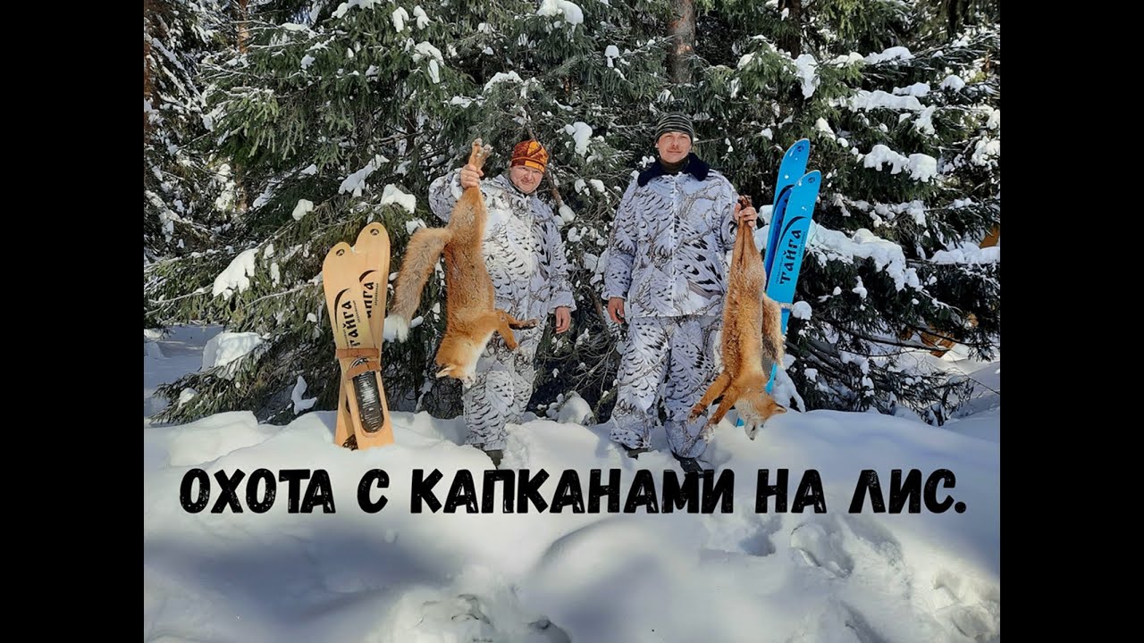 Охота капканами на лис. Испытание капкана Тайга-3 М