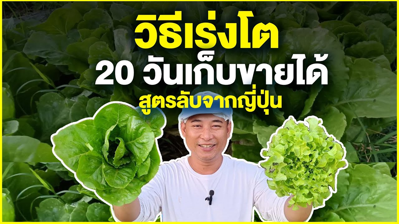ความลับการปลูกผักสลัดโตไว พร้อมเก็บใน 22 วัน! ด้วย #ผงโมริ  #วิธีเร่งโตผักผงดินป่าจากญี่ปุ่น