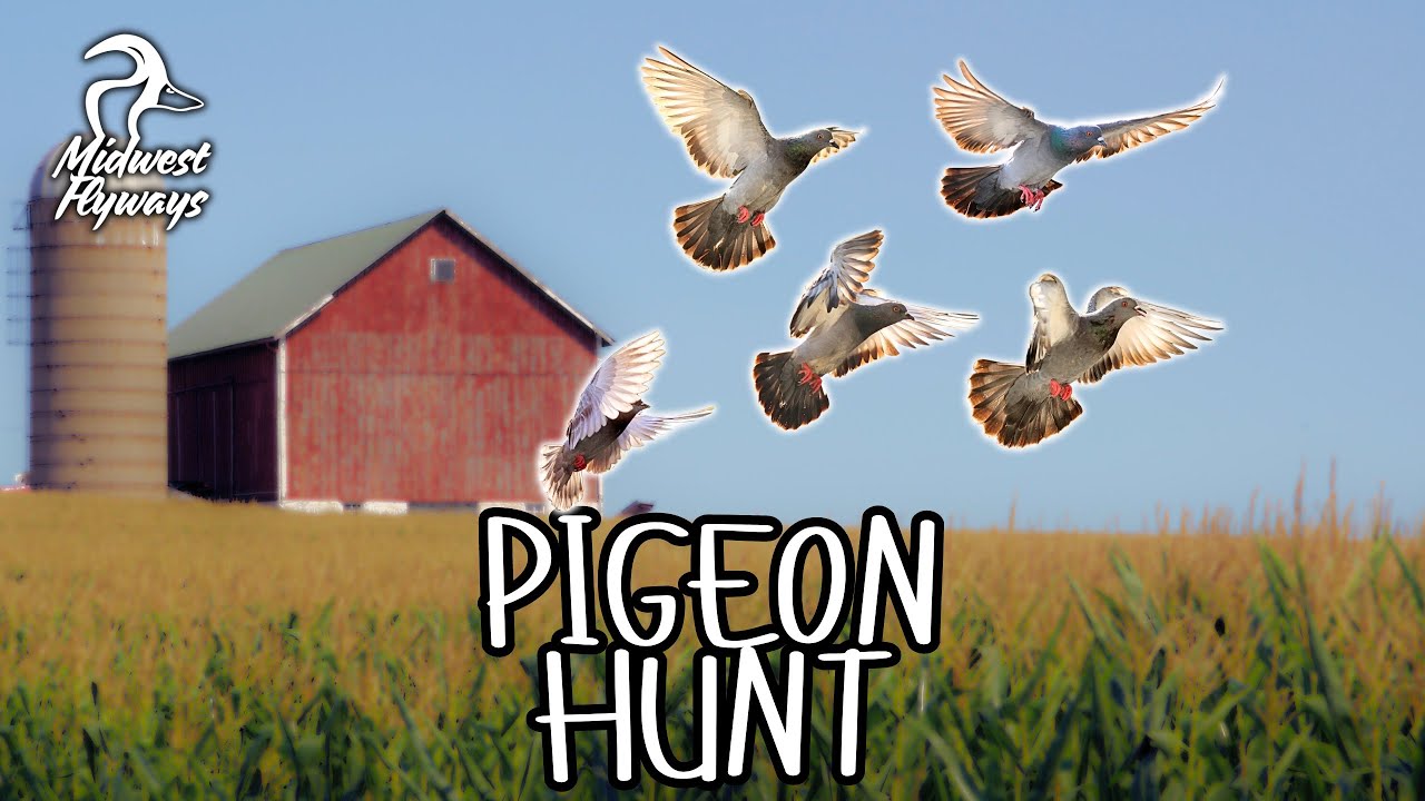 100+ Pigeons - Amazing Pigeon Hunt!