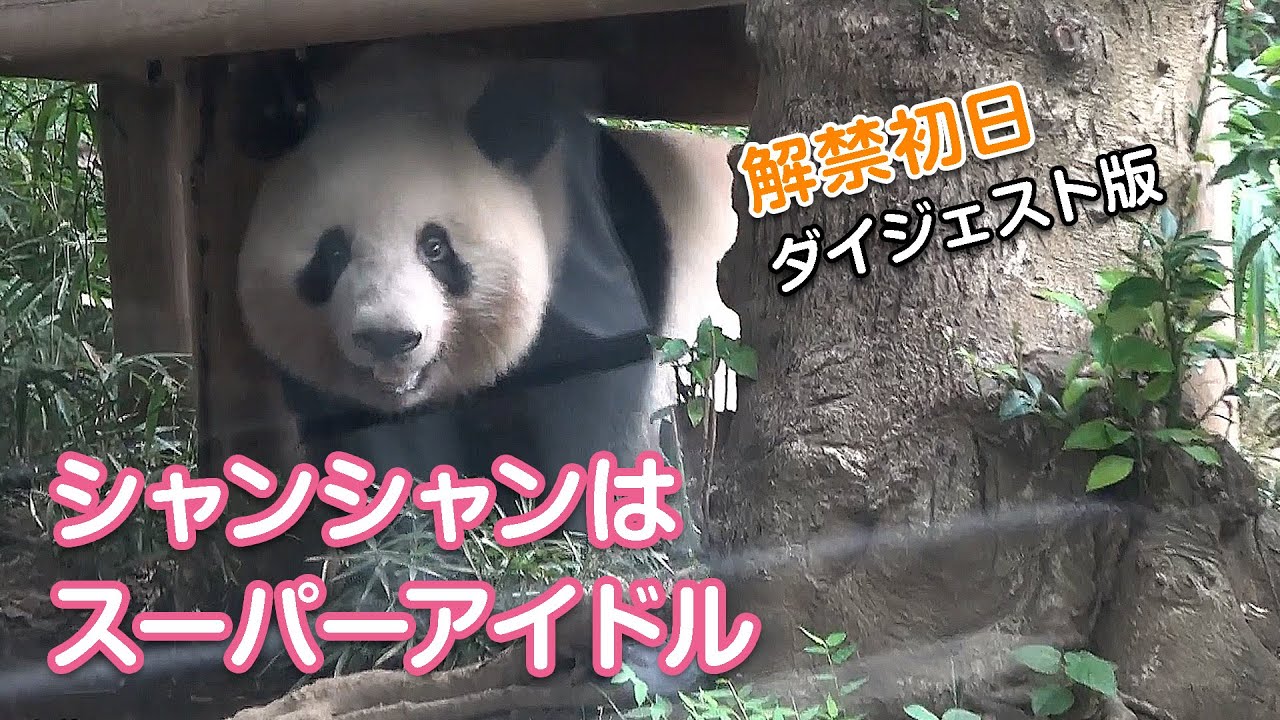 【ダイジェスト版】竹筒、シャンモック、カ太郎、ドンゴロス…シャンシャンフルコース！　Giant Panda Xiang Xiang