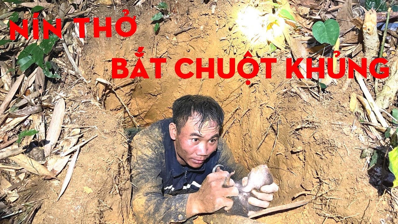 HỒI HỘP PHA CHUI VÀO HANG ĐẤT BẮT CHUỘT KHỦNG-TỰ THỢ RỪNG 