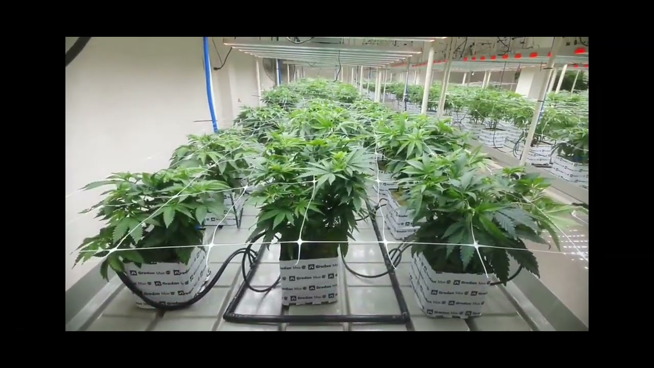 Канабис в Тайланде #thailand  #medicalweed  #medicalcannabis #growing  #legalize #future  #hot