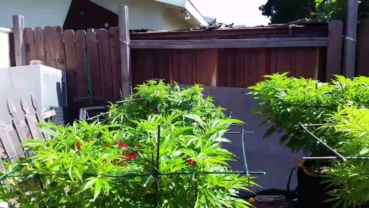 Outdoor Cannabis Grow LST & HST
