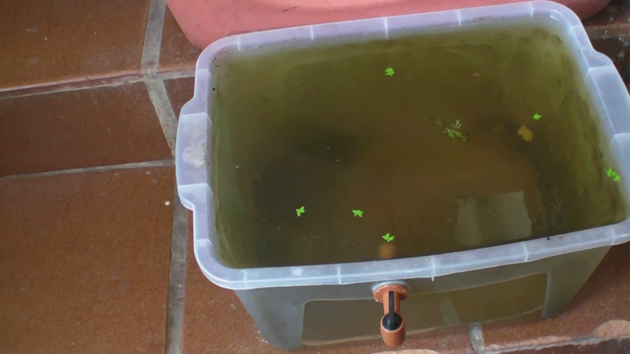 Artemias Salinas y Dafnias o Pulgas de Agua (Español)