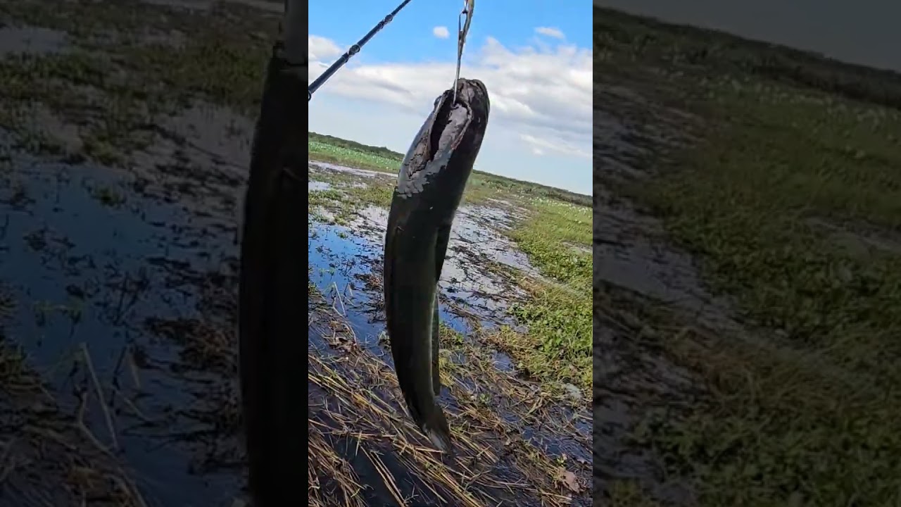 #fishingvideos #fishing #naturalfishinglife #catchfishtechnique #casting #snakeheadfish #cookingfish