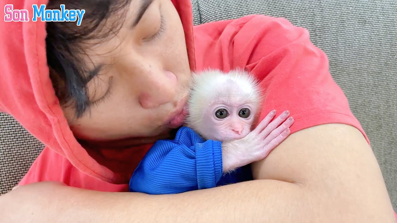 Dad gave all his love to the baby monkey. - Son Monkey
