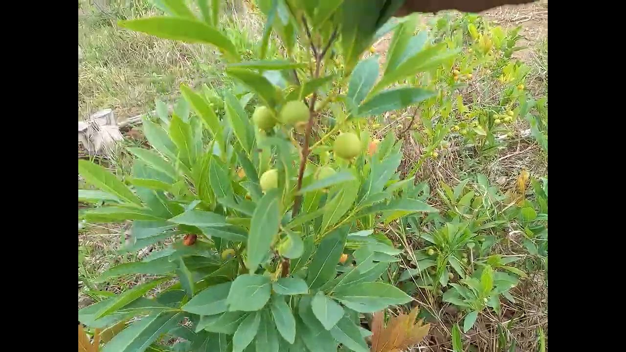 A fruta dos deuses