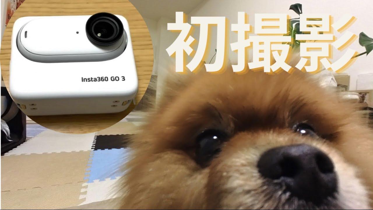 小型カメラでポメラニアンを撮ってみる【insta360 GO3】