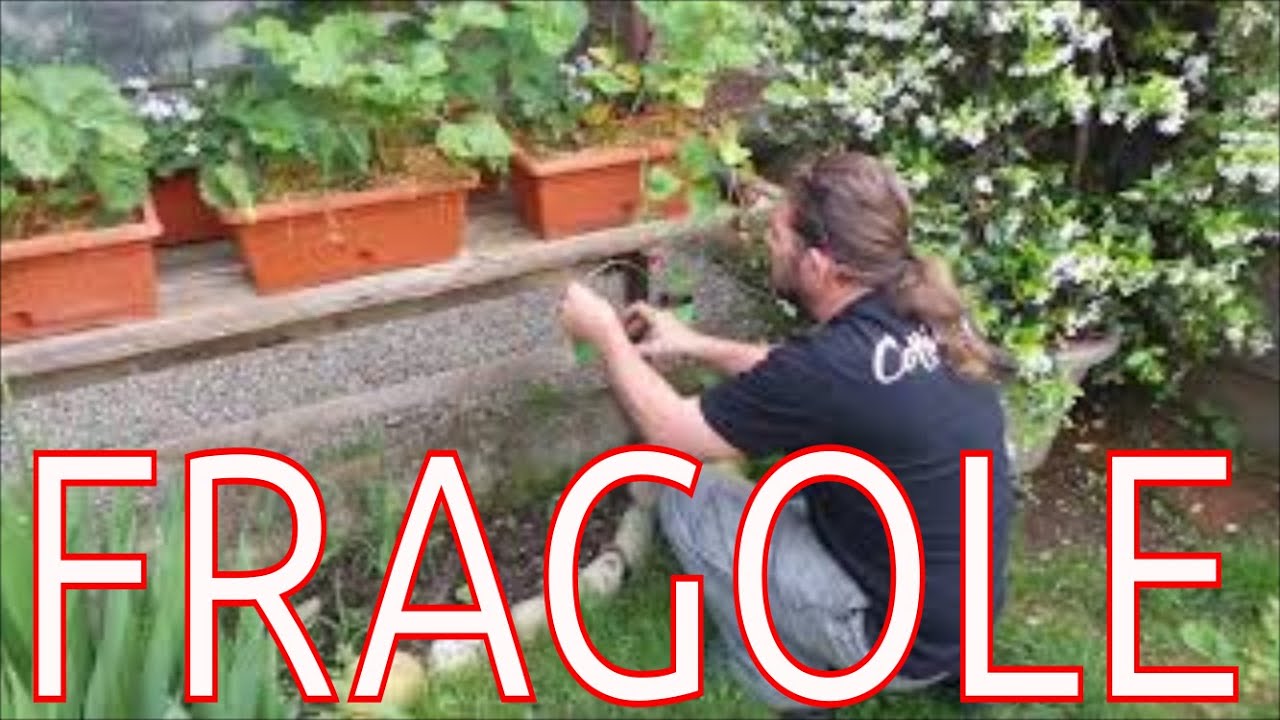 Come fare le piantine di fragole, mi preparo delle nuove piante di fragole, fragole in vaso