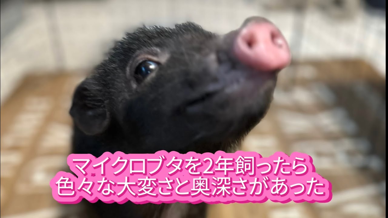 マイクロブタを2年飼ってみたら色々な大変さと奥深さがあった#マイクロブタ #ぶたまん