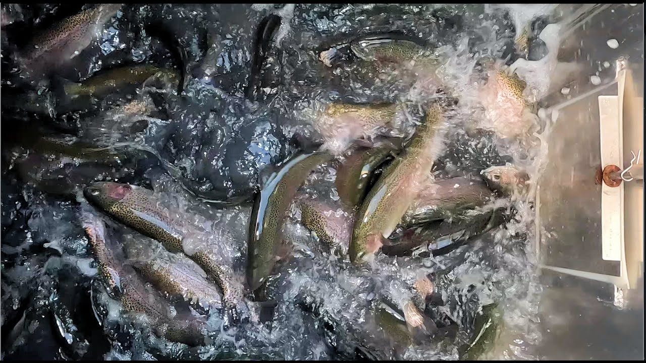 11/13/25 FIRST TROUT STOCKING OF THE SEASON - SANTA ANA RIVER LAKES