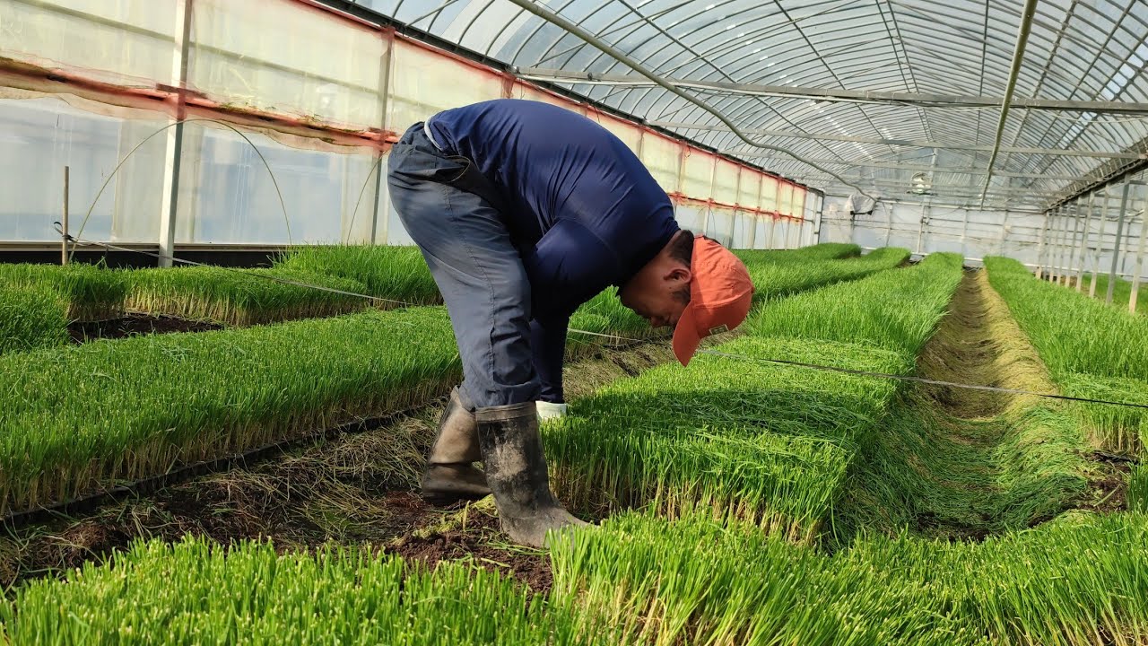 PROCESS on How Chives Grown in Green House Farm. Garlic chives/Chinese chives