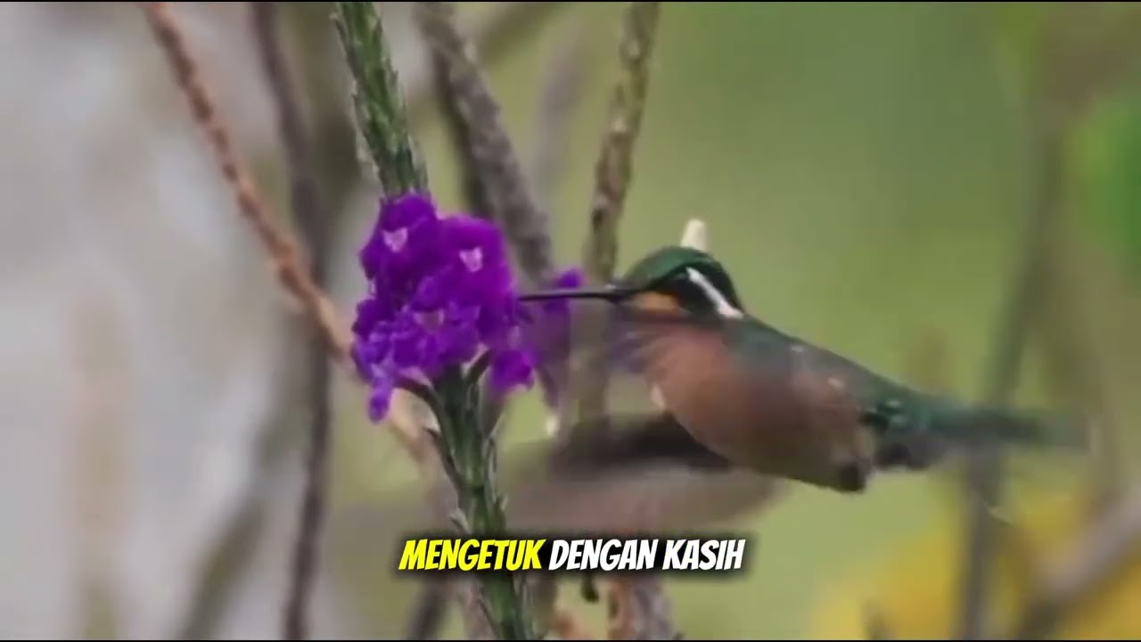 Di Pintu Hatimu | Berkat | Lagu Rohani Kristen Terbaru 2025 
