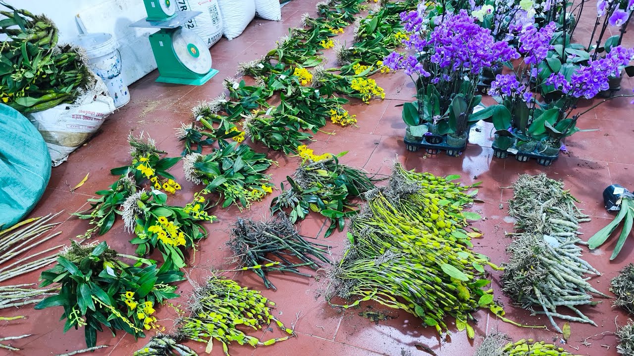 Lan rừng tối 29/3_si&ecirc;u rẻ sơn thủy ti&ecirc;n đột biến,u lồi, tam bảo sắc,ngọc thạch..0392598516