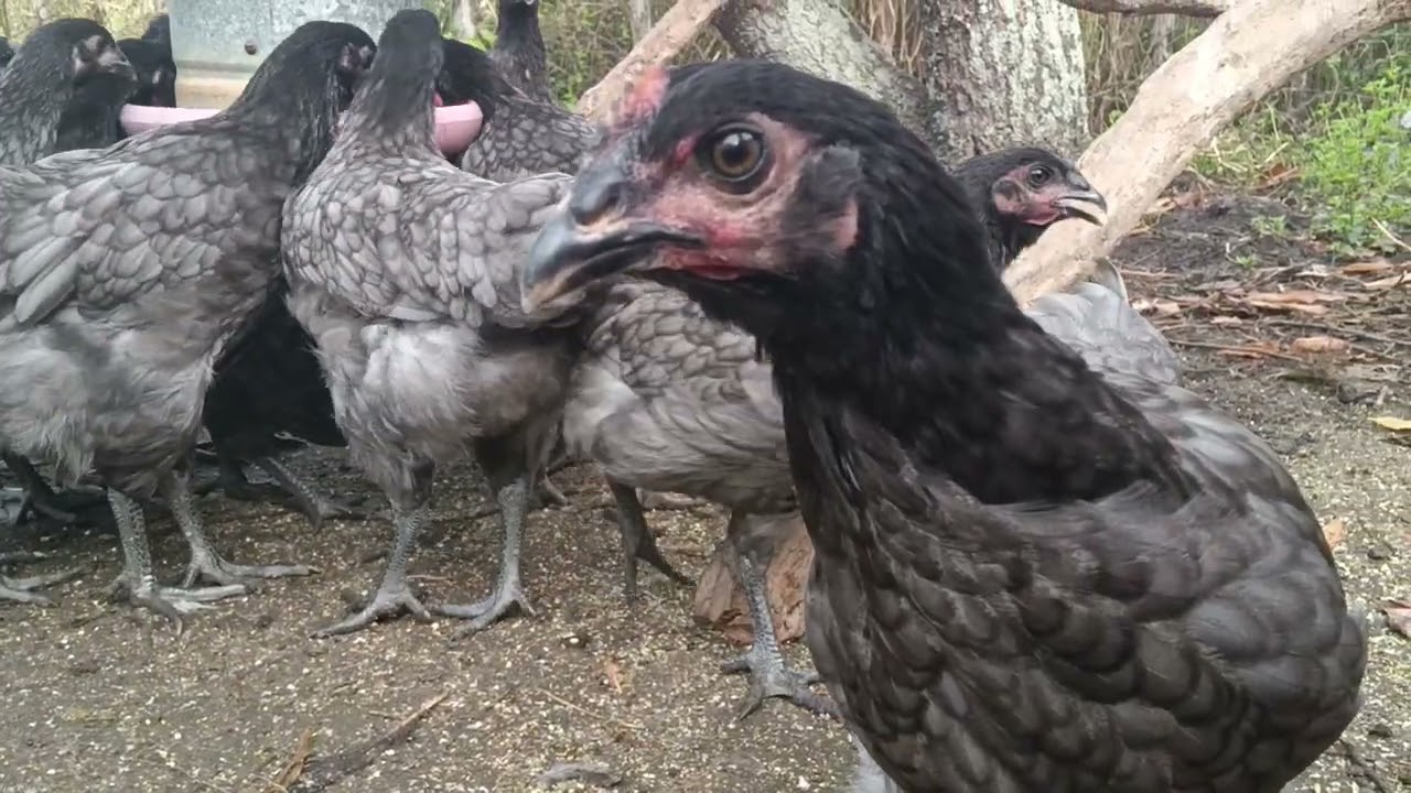 Poedeiras cinzas da globo aves com 70 dias.