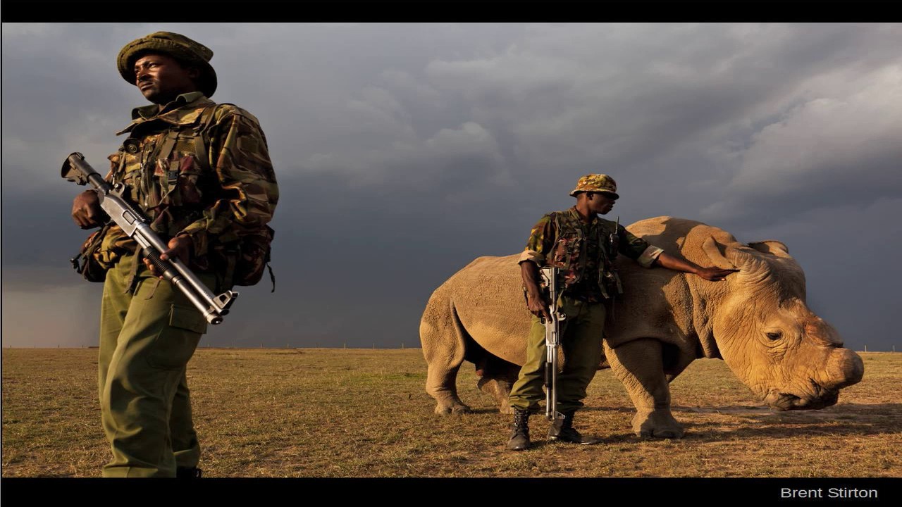 Conservation Photography | Melissa Groo | BNHC 2016