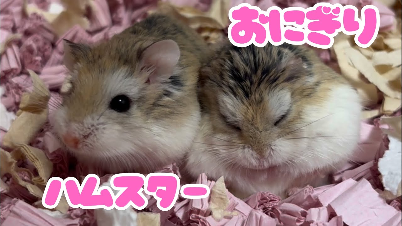可愛いおにぎりハムスターができました🐹#ロボロフスキーハムスター 