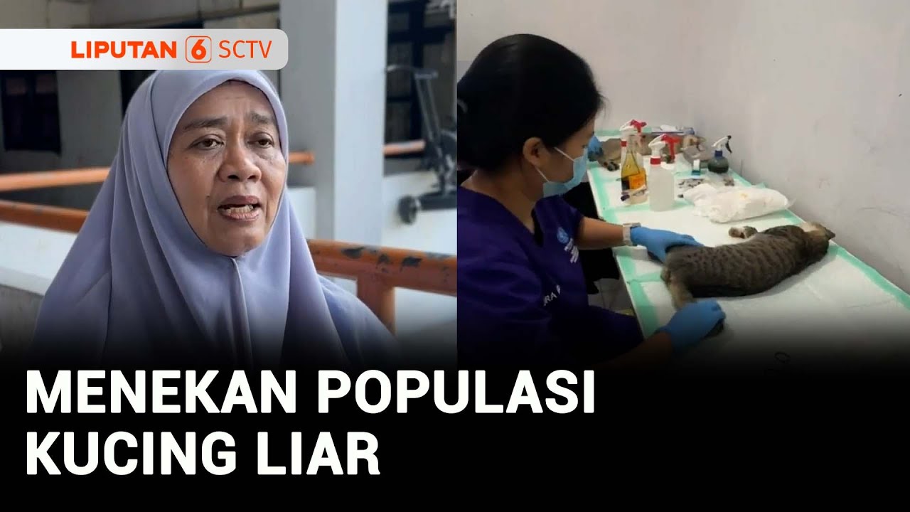 Jakarta Dikepung Kucing Liar, Petugas Sudin KPKP Lakukan Sterilisasi Gratis di Marunda | Liputan 6