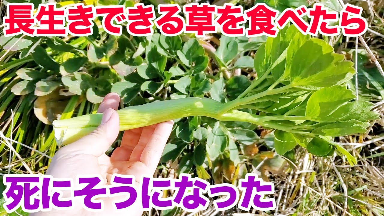 長生きできる草を食べたら死にそうになった