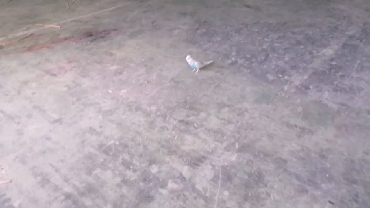 笼养鸟。如何训练亲人。