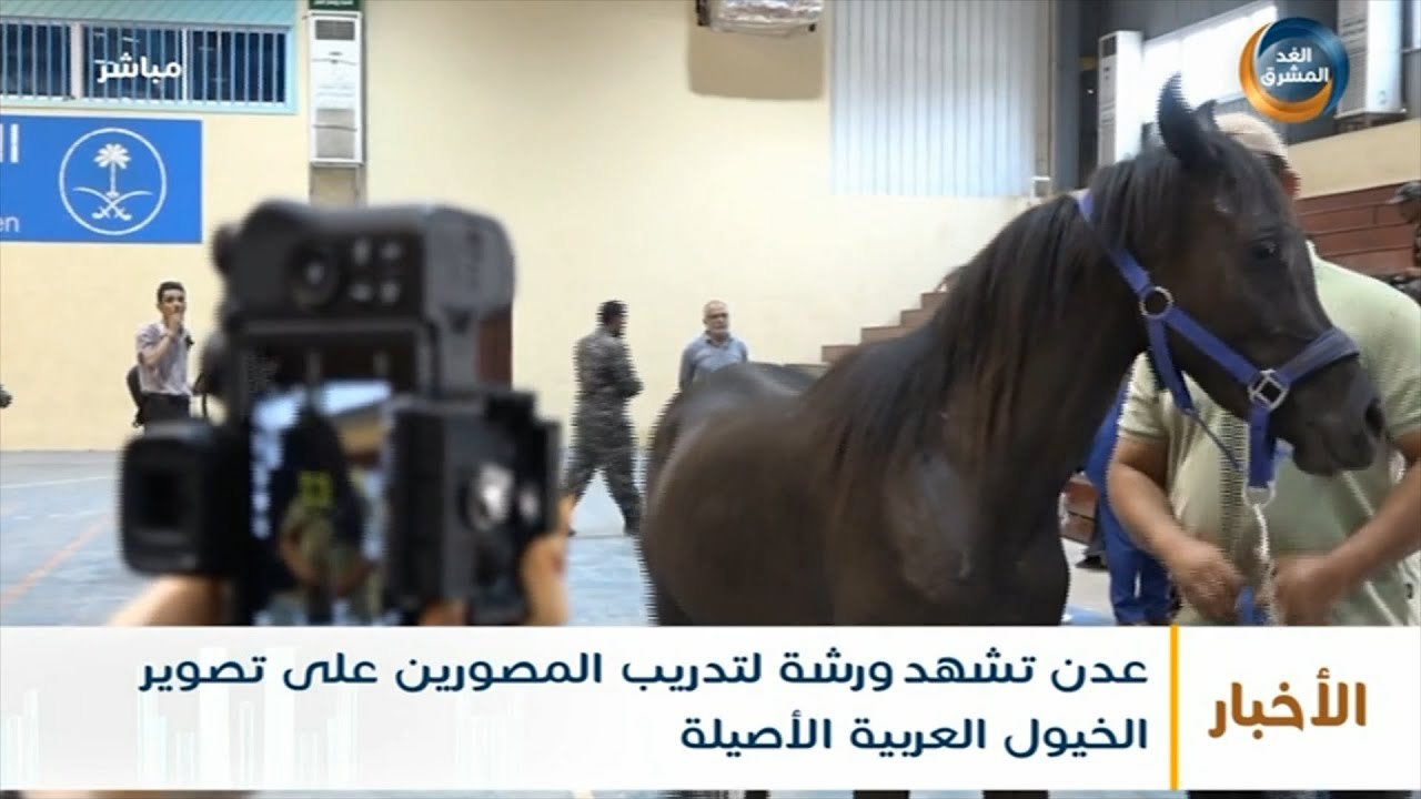 نشرة أخبار التاسعة مساءً | عدن تشهد ورشة لتدريب المصورين على تصوير الخيول العربية الأصيلة (9 سبتمبر)