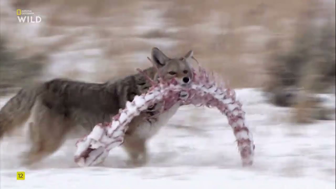 Долина волков.National Geographic Wild HD смотреть онлайн