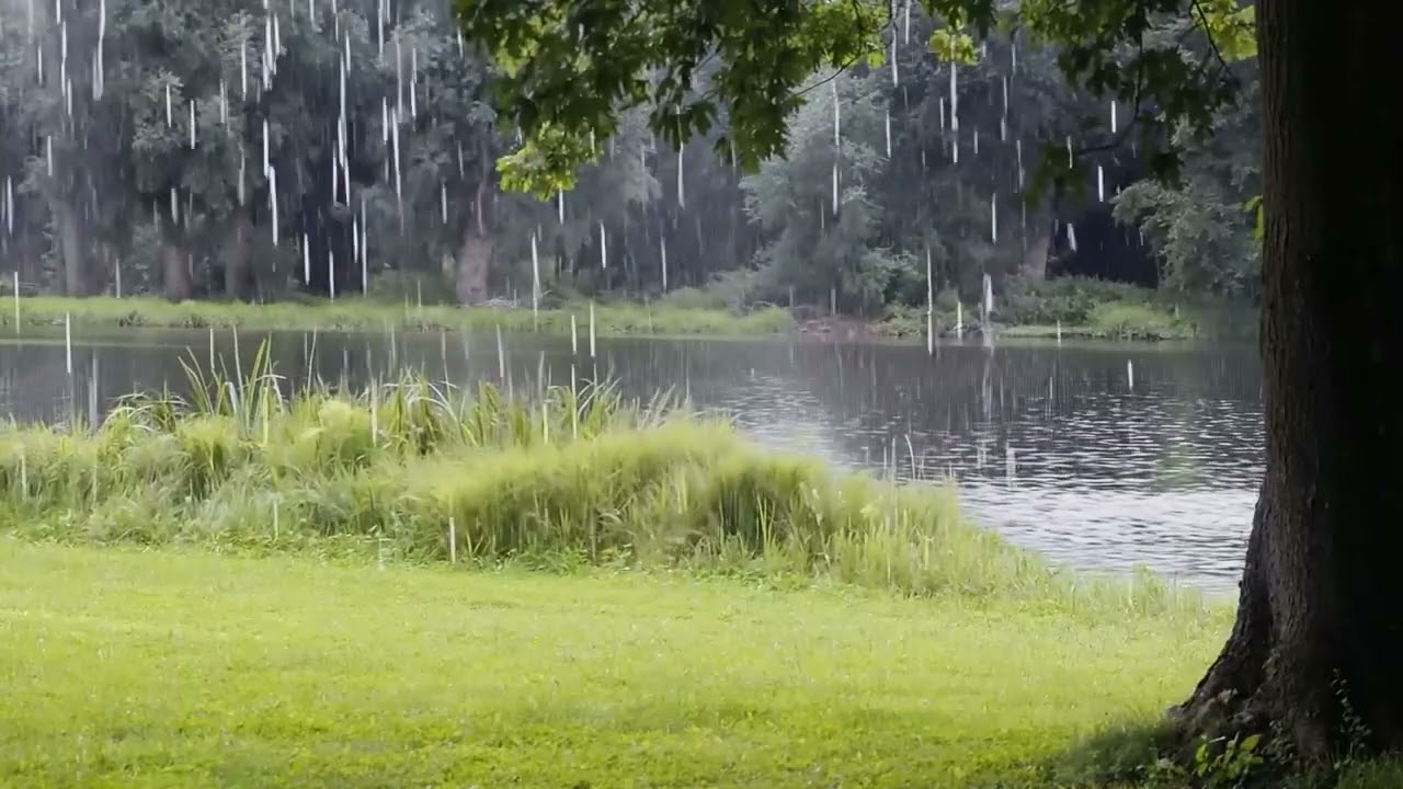 Rain Under the Tree by the River | Relaxing Rain Sounds for Sleep (1 Hour)