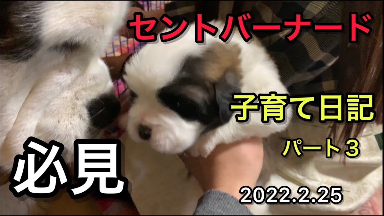 セントバーナード赤ちゃん７匹のお母さん子育て奮闘記パート３