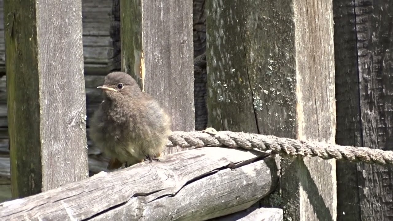 Dūminė raudonuodegė / Phoenicurus ochruros / Black Redstart