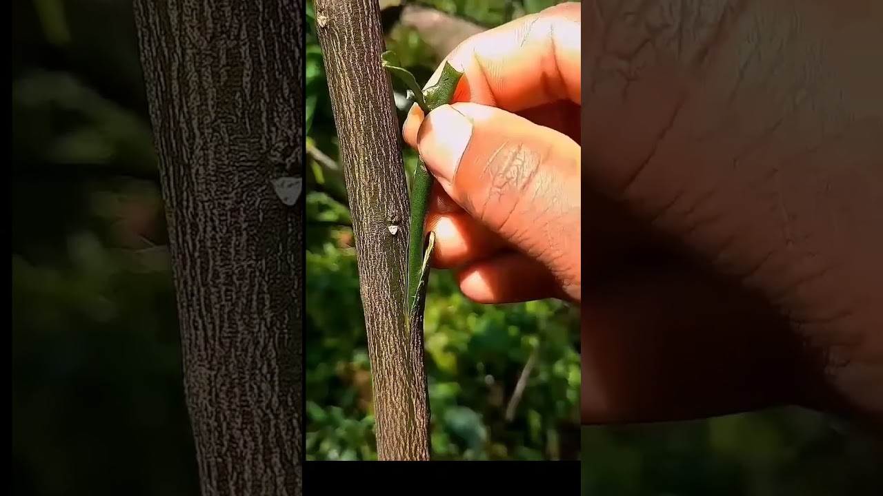 Technique de greffage agrumes #farming #fruit #agriculture