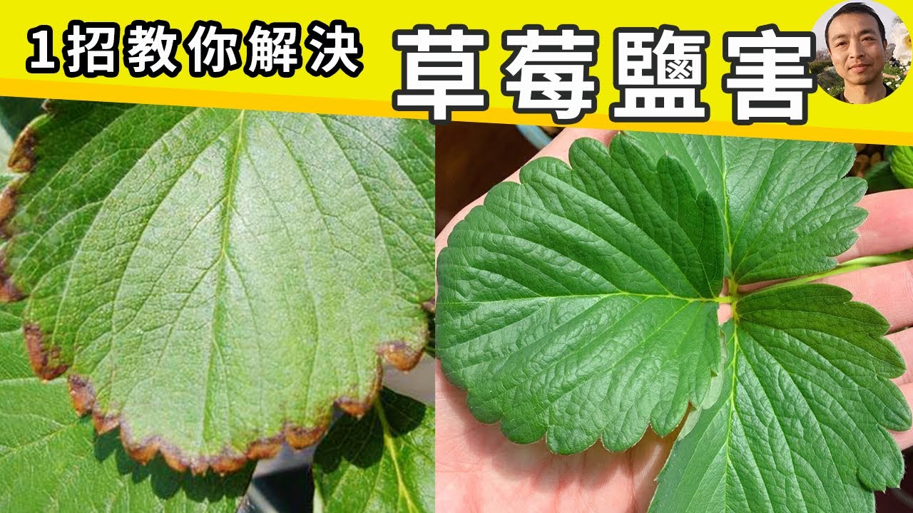 草莓盐害1招处理！3分钟秒变大神，新手必看的最简单解决方法！#园艺 #盆栽草莓 #strawberry #strawberry in pots【手艺人飞羽】