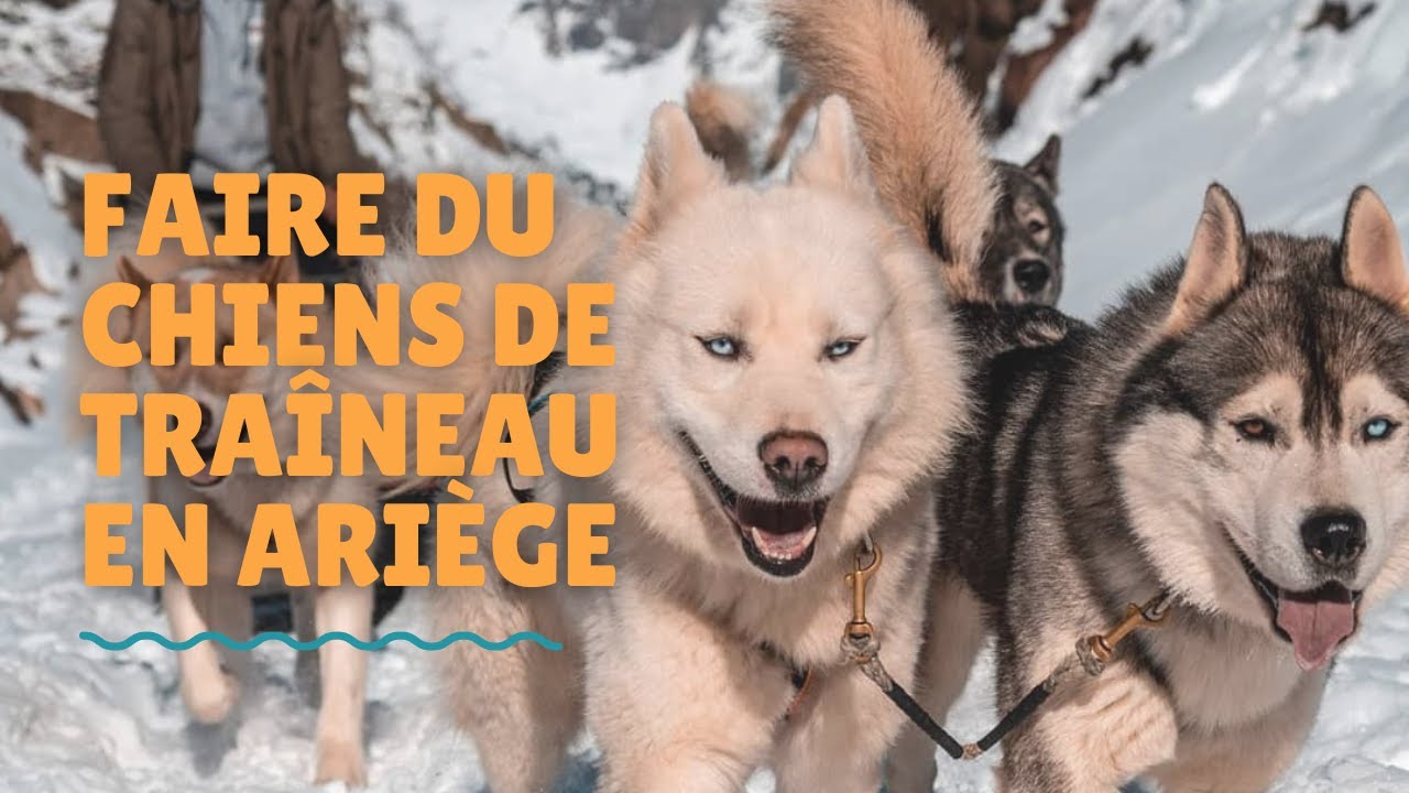 Chiens de Tra&icirc;neaux en Ari&egrave;ge - Col du Chioula
