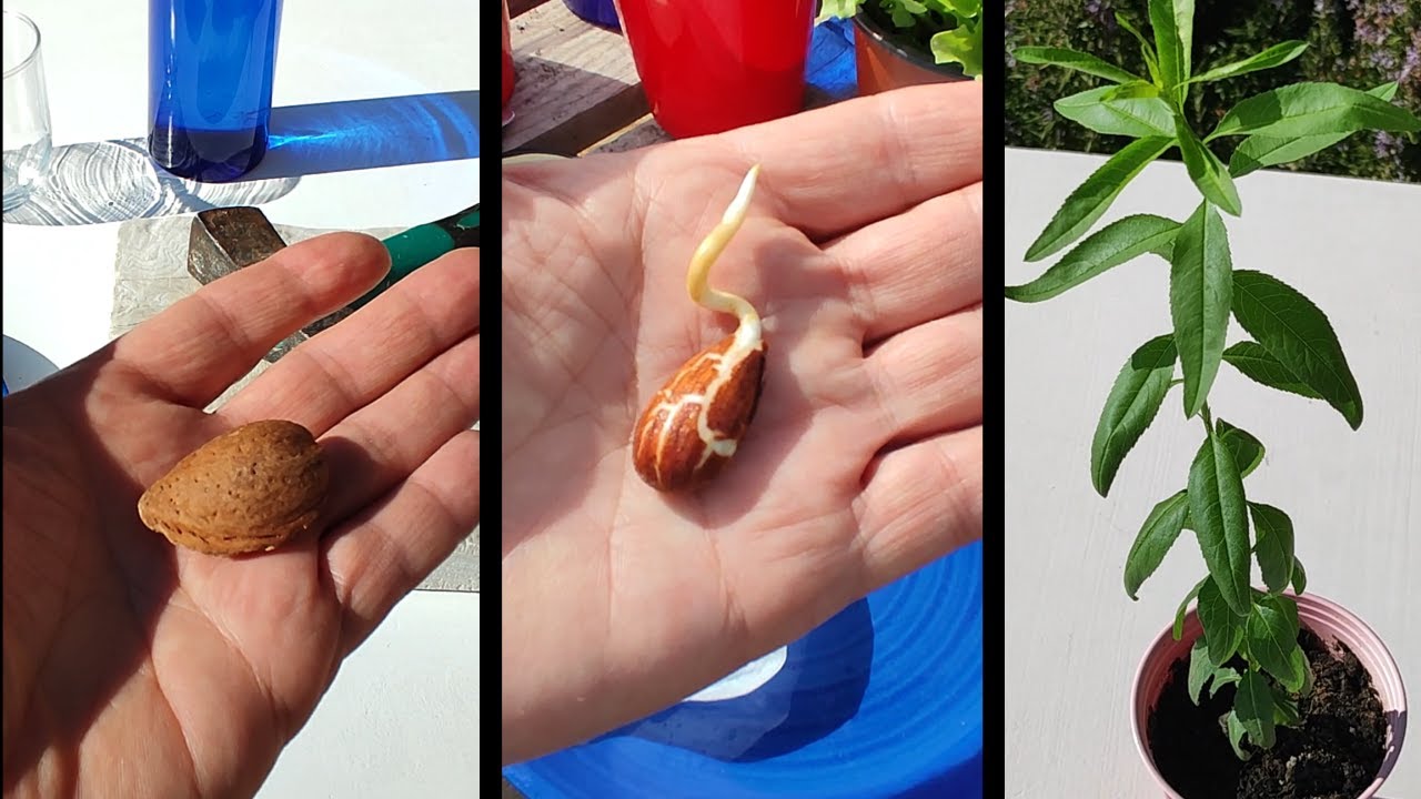 Cómo GERMINAR semillas de ALMENDRA