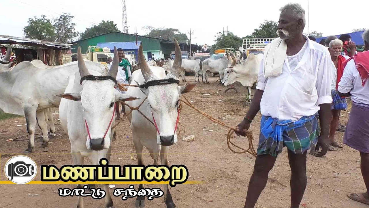 Manapparai mattu santhai | மணப்பாறை மாட்டு சந்தை