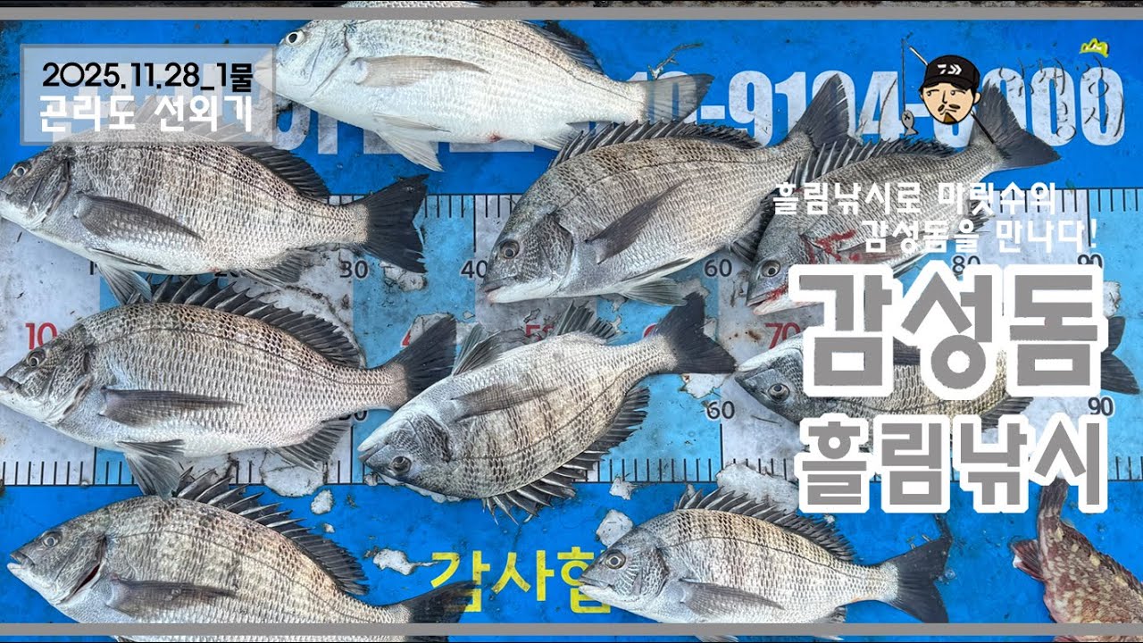 감성돔 흘림 낚시로 마릿수의 감성돔을 만나다!