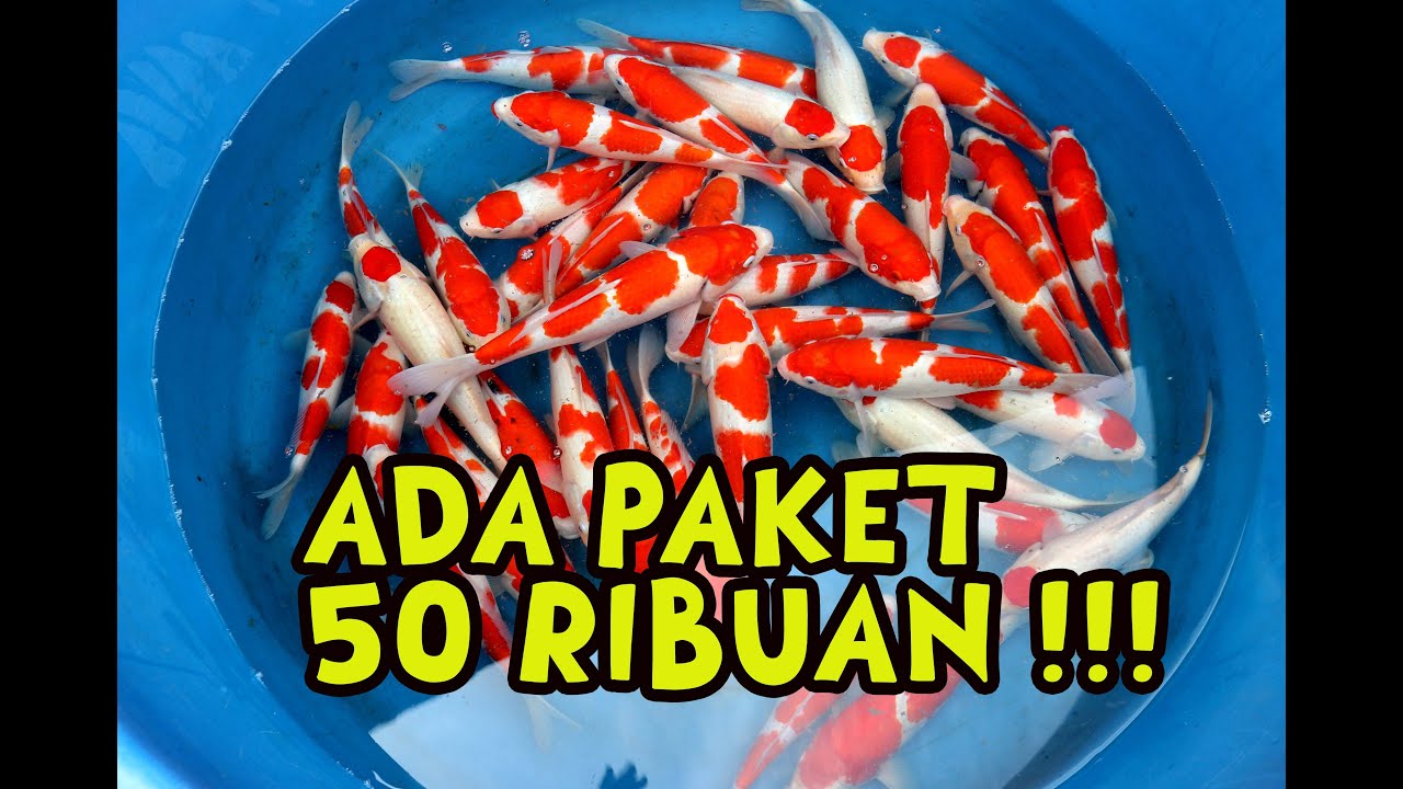 ADA PAKET OBRALLL HARI INI !!! | 26-01-2026